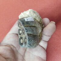 Fossil Tooth Desmostylus Hesperus (Hippo Like) | Fossils & Artifacts for Sale | Paleo Enterprises | Fossils & Artifacts for Sale