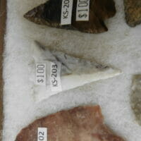 Fl. Hernando  (marion chert) | Fossils & Artifacts for Sale | Paleo Enterprises | Fossils & Artifacts for Sale