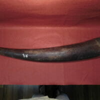 Fossil Mammoth Tusk Split  NW US | Fossils & Artifacts for Sale | Paleo Enterprises | Fossils & Artifacts for Sale