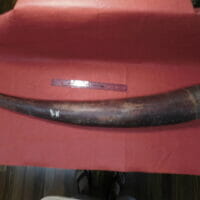 Fossil Mammoth Tusk Split  NW US | Fossils & Artifacts for Sale | Paleo Enterprises | Fossils & Artifacts for Sale