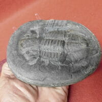 Megalaspidella kayseri Trilobite | Fossils & Artifacts for Sale | Paleo Enterprises | Fossils & Artifacts for Sale