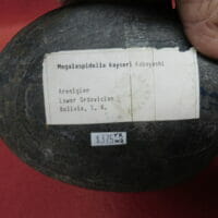 Megalaspidella kayseri Trilobite | Fossils & Artifacts for Sale | Paleo Enterprises | Fossils & Artifacts for Sale