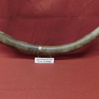 Mammoth Tusk Tip Alaska | Fossils & Artifacts for Sale | Paleo Enterprises | Fossils & Artifacts for Sale