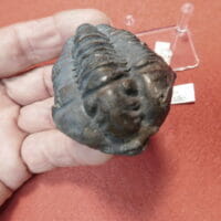 Silurian Trilobite / USA Caiymene | Fossils & Artifacts for Sale | Paleo Enterprises | Fossils & Artifacts for Sale