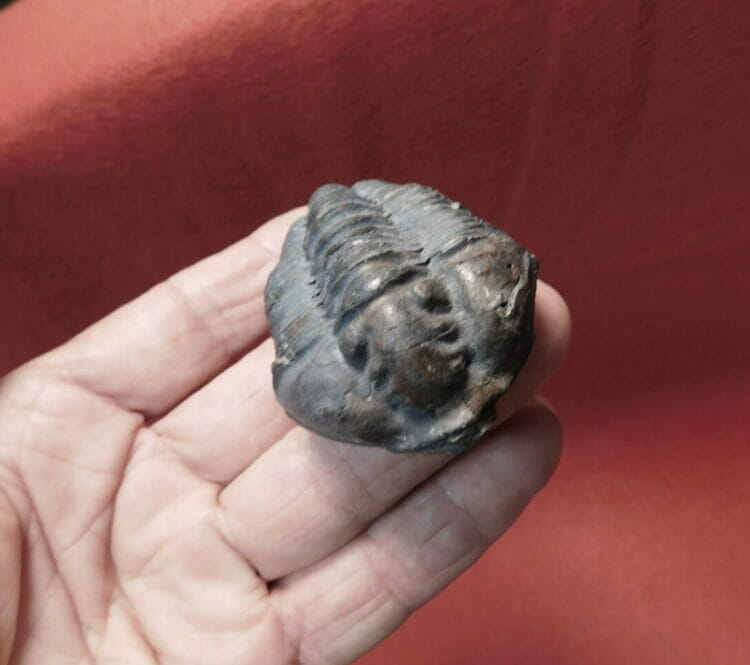 Silurian Trilobite / USA Caiymene | Fossils & Artifacts for Sale | Paleo Enterprises | Fossils & Artifacts for Sale