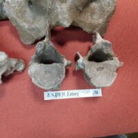 Taper Collection 11 of Associated bone | Fossils & Artifacts for Sale | Paleo Enterprises | Fossils & Artifacts for Sale