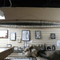 We Do Snake Skins 10' | Fossils & Artifacts for Sale | Paleo Enterprises | Fossils & Artifacts for Sale
