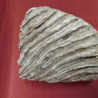 Wooly Mammoth Tooth Fossil Hardee Co Fl. | Fossils & Artifacts for Sale | Paleo Enterprises | Fossils & Artifacts for Sale