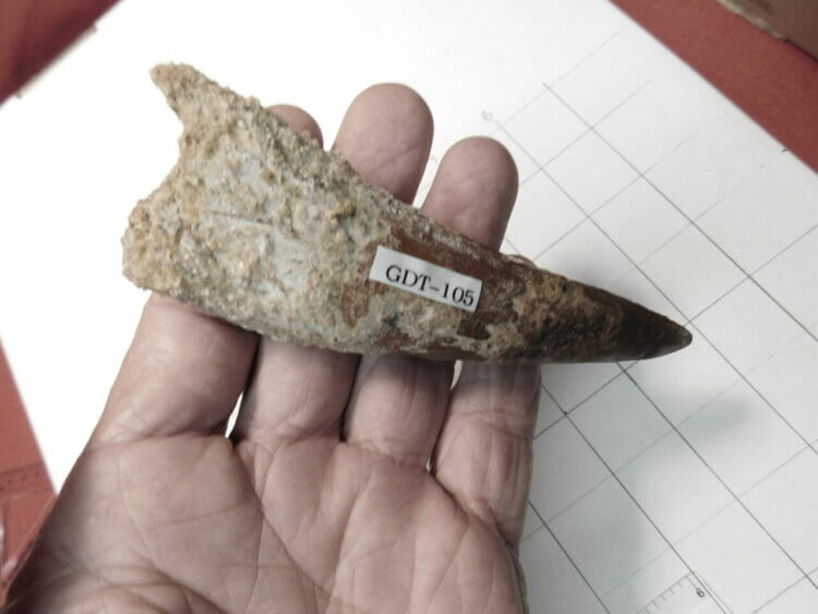 1 Spinosaurus Tooth Dinosaur fossil | Fossils & Artifacts for Sale | Paleo Enterprises | Fossils & Artifacts for Sale