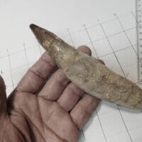 1 Spinosaurus Tooth Dinosaur fosssil | Fossils & Artifacts for Sale | Paleo Enterprises | Fossils & Artifacts for Sale
