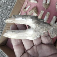 Basilosaurus Tooth (King Lizard) Giant Whale | Fossils & Artifacts for Sale | Paleo Enterprises | Fossils & Artifacts for Sale