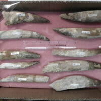 1 Spinosaurus Tooth Dinosaur fossil ) | Fossils & Artifacts for Sale | Paleo Enterprises | Fossils & Artifacts for Sale