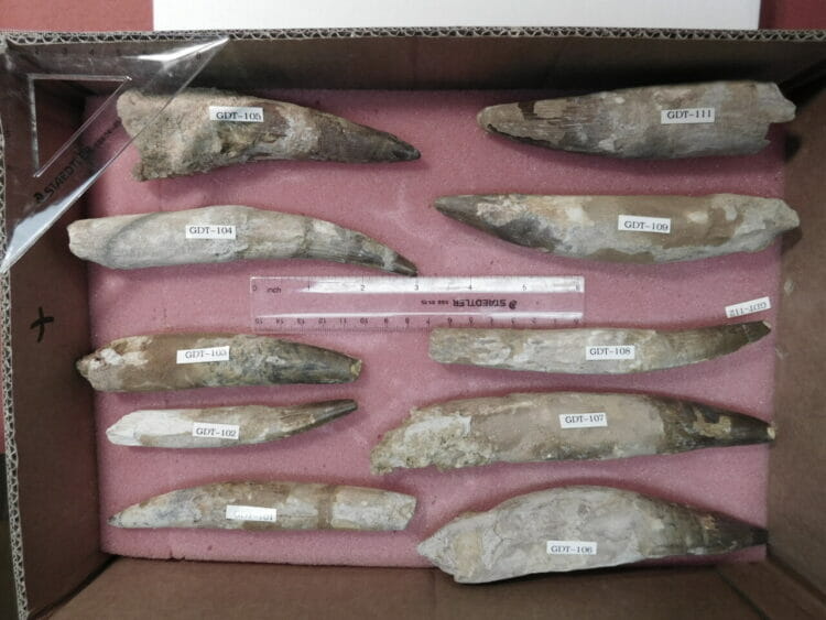 10 Spinosaurus Teeth Dinosaur fossil | Fossils & Artifacts for Sale | Paleo Enterprises | Fossils & Artifacts for Sale