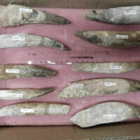 10 Spinosaurus Teeth Dinosaur fossil | Fossils & Artifacts for Sale | Paleo Enterprises | Fossils & Artifacts for Sale