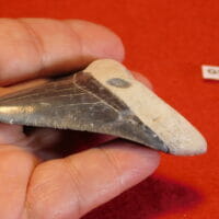 2 3/4" Megalodon Tooth / Shark Tooth / Fossil | Fossils & Artifacts for Sale | Paleo Enterprises | Fossils & Artifacts for Sale