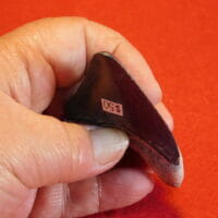 2 3/4" Megalodon Tooth / Shark Tooth / Fossil | Fossils & Artifacts for Sale | Paleo Enterprises | Fossils & Artifacts for Sale
