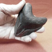 4" Megalodon Tooth / Shark Tooth / Fossil | Fossils & Artifacts for Sale | Paleo Enterprises | Fossils & Artifacts for Sale