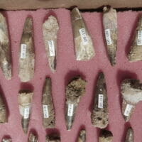 24 Spinosaurus Teeth Dinosaur fossil | Fossils & Artifacts for Sale | Paleo Enterprises | Fossils & Artifacts for Sale