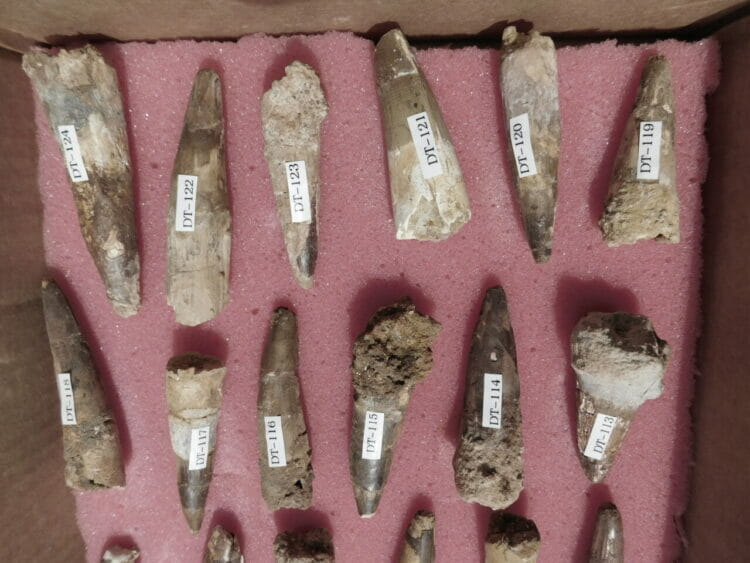 24 Spinosaurus Teeth Dinosaur fossil | Fossils & Artifacts for Sale | Paleo Enterprises | Fossils & Artifacts for Sale