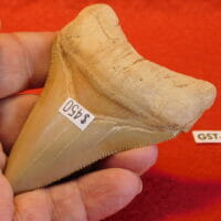3 1/4" Megalodon Tooth / Bone Valley Shark Tooth | Fossils & Artifacts for Sale | Paleo Enterprises | Fossils & Artifacts for Sale