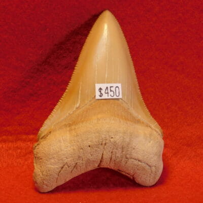 3 1/4″ Megalodon Tooth / Bone Valley Shark Tooth