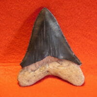 3 5/8" Megalodon Tooth / Shark Tooth / Fossil | Fossils & Artifacts for Sale | Paleo Enterprises | Fossils & Artifacts for Sale