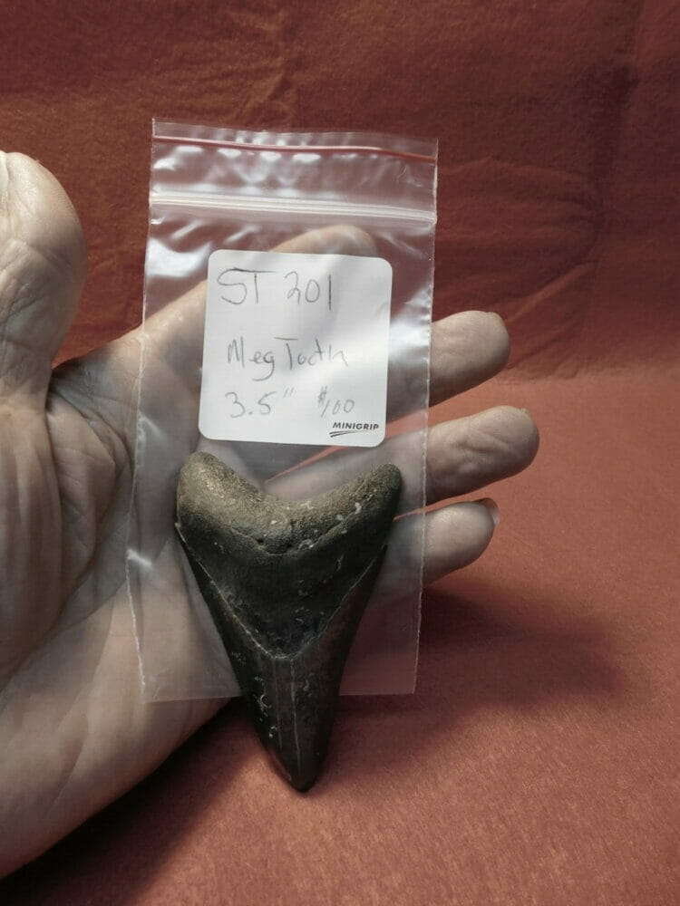 3.5" Megalodon Tooth / Shark Tooth / Fossil | Fossils & Artifacts for Sale | Paleo Enterprises | Fossils & Artifacts for Sale