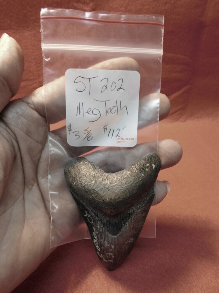 3.5" Megalodon Tooth / Shark Tooth / Fossil | Fossils & Artifacts for Sale | Paleo Enterprises | Fossils & Artifacts for Sale