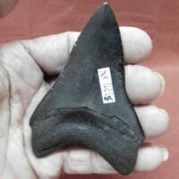 3-3/4" Megalodon Tooth / Shark Tooth / Fossil | Fossils & Artifacts for Sale | Paleo Enterprises | Fossils & Artifacts for Sale