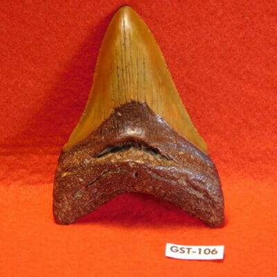 3 9/16″ Megalodon Tooth / Shark Tooth / Fossil