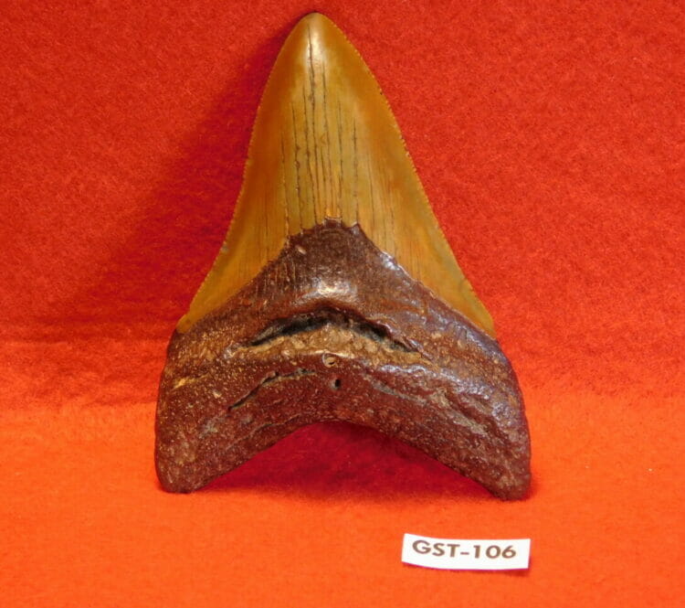 3 9/16" Megalodon Tooth / Shark Tooth / Fossil | Fossils & Artifacts for Sale | Paleo Enterprises | Fossils & Artifacts for Sale