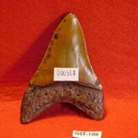 3 9/16" Megalodon Tooth / Shark Tooth / Fossil | Fossils & Artifacts for Sale | Paleo Enterprises | Fossils & Artifacts for Sale