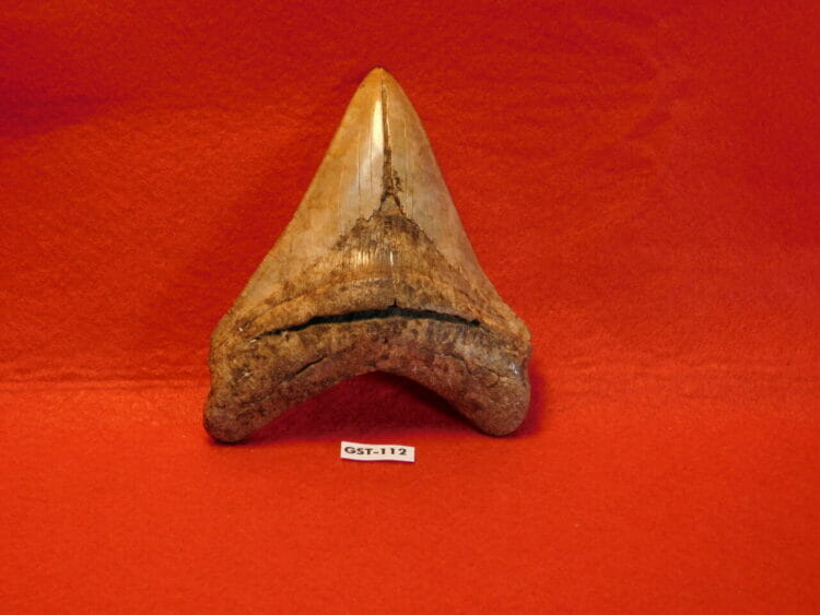 4 1/2" Megalodon Tooth / Shark Tooth / Fossil | Fossils & Artifacts for Sale | Paleo Enterprises | Fossils & Artifacts for Sale
