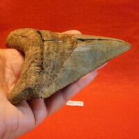 4 1/2" Megalodon Tooth / Shark Tooth / Fossil | Fossils & Artifacts for Sale | Paleo Enterprises | Fossils & Artifacts for Sale