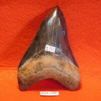 4 1/8" Megalodon Tooth / Shark Tooth / Fossil | Fossils & Artifacts for Sale | Paleo Enterprises | Fossils & Artifacts for Sale