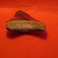 4 1/8" Megalodon Tooth / Shark Tooth / Fossil | Fossils & Artifacts for Sale | Paleo Enterprises | Fossils & Artifacts for Sale