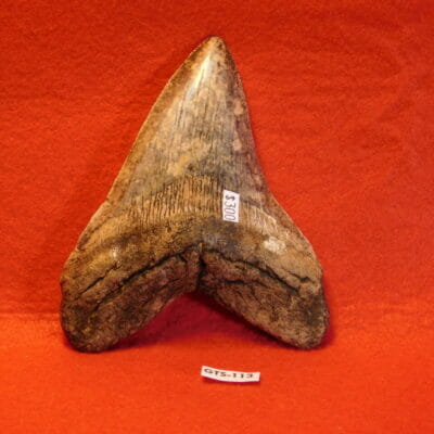 4 13/16″ Megalodon Tooth / Shark Tooth