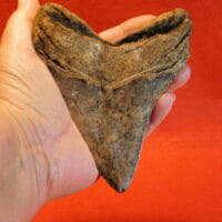 4 13/16" Megalodon Tooth / Shark Tooth | Fossils & Artifacts for Sale | Paleo Enterprises | Fossils & Artifacts for Sale