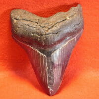 4 3/4" Megalodon Tooth / Shark Tooth / Fossil | Fossils & Artifacts for Sale | Paleo Enterprises | Fossils & Artifacts for Sale