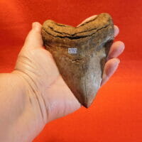 4 3/4" Megalodon Tooth / Shark Tooth / Fossil | Fossils & Artifacts for Sale | Paleo Enterprises | Fossils & Artifacts for Sale