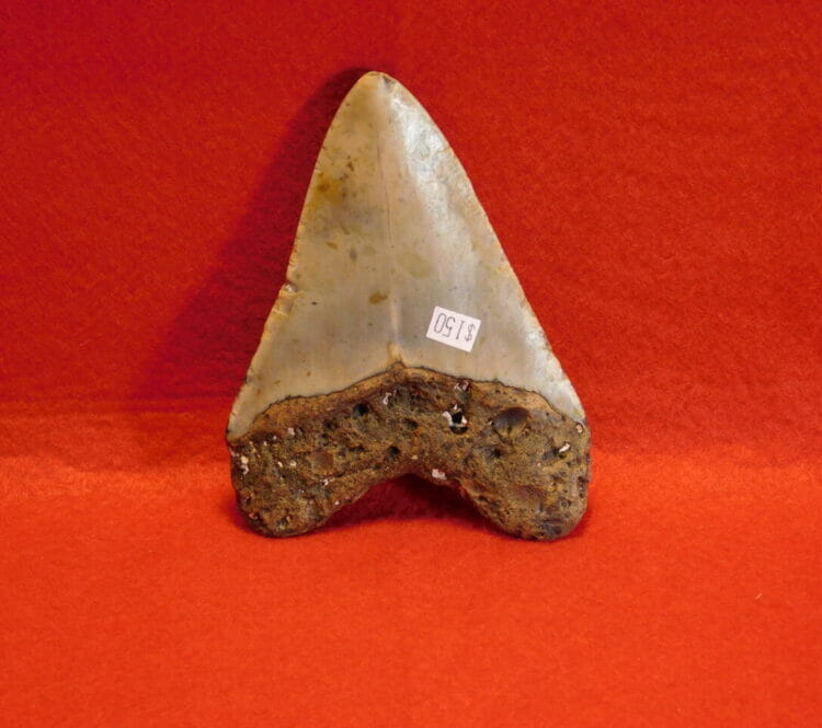 4 3/8" Megalodon Tooth / Shark Tooth / Fossil | Fossils & Artifacts for Sale | Paleo Enterprises | Fossils & Artifacts for Sale