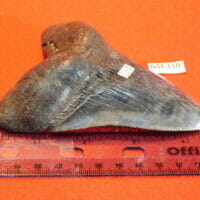 4 5/8" Megalodon Tooth / Shark Tooth / Fossil | Fossils & Artifacts for Sale | Paleo Enterprises | Fossils & Artifacts for Sale