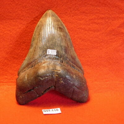 4 5/8″ Megalodon Tooth / Shark Tooth / Fossil
