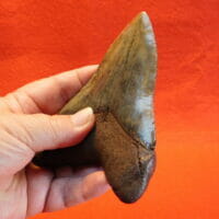 4 5/8" Megalodon Tooth / Shark Tooth / Fossil | Fossils & Artifacts for Sale | Paleo Enterprises | Fossils & Artifacts for Sale
