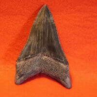 4 9/16" Megalodon Tooth / Bone Valley Shark Tooth | Fossils & Artifacts for Sale | Paleo Enterprises | Fossils & Artifacts for Sale