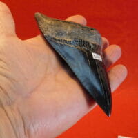4 9/16" Megalodon Tooth / Bone Valley Shark Tooth | Fossils & Artifacts for Sale | Paleo Enterprises | Fossils & Artifacts for Sale