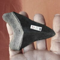 2 5/8" Megalodon Tooth / Shark Tooth / Fossil | Fossils & Artifacts for Sale | Paleo Enterprises | Fossils & Artifacts for Sale