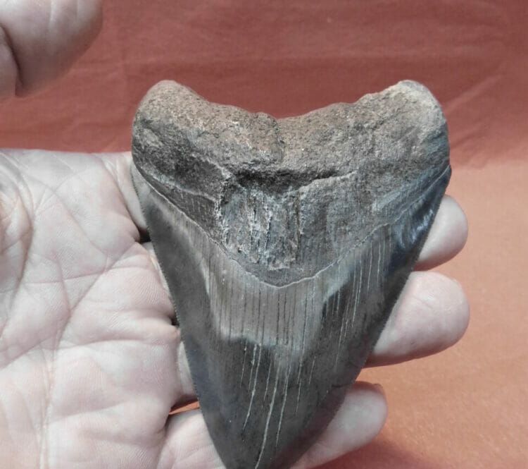 41/2" Megalodon Tooth / Shark Tooth / Fossil | Fossils & Artifacts for Sale | Paleo Enterprises | Fossils & Artifacts for Sale