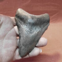 43/4" Megalodon Tooth / Shark Tooth / Fossil | Fossils & Artifacts for Sale | Paleo Enterprises | Fossils & Artifacts for Sale