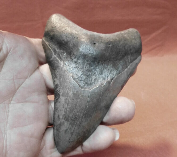 43/4" Megalodon Tooth / Shark Tooth / Fossil | Fossils & Artifacts for Sale | Paleo Enterprises | Fossils & Artifacts for Sale